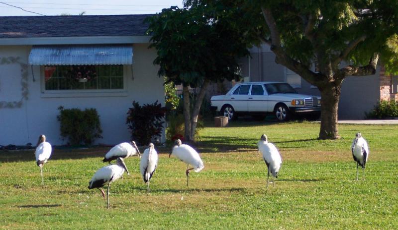 Wood Storks